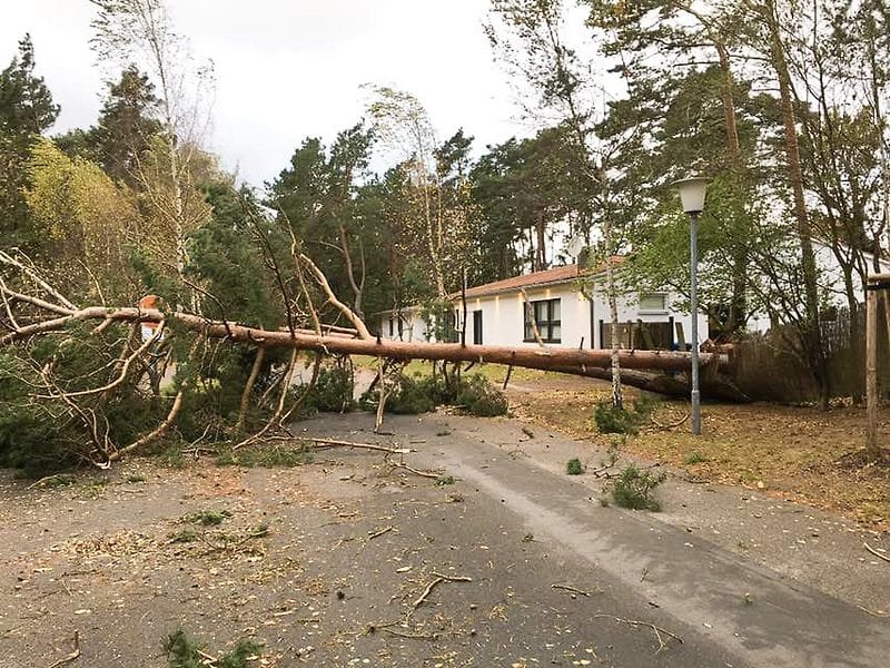 Kiefern umgefallen in der Birkenallee