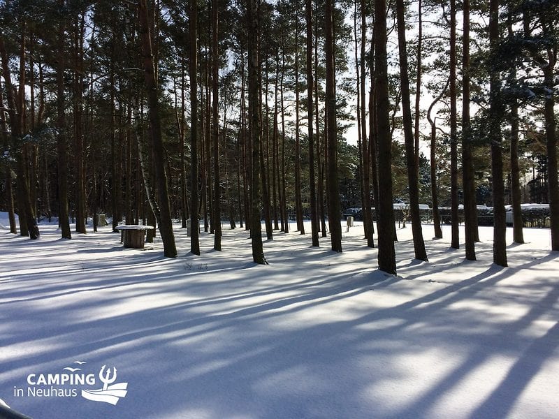 Licht und Schatten im winterlichen Zelterwald