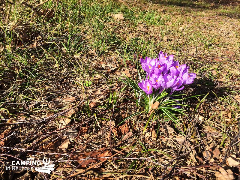 Frühling am Campingplatz
