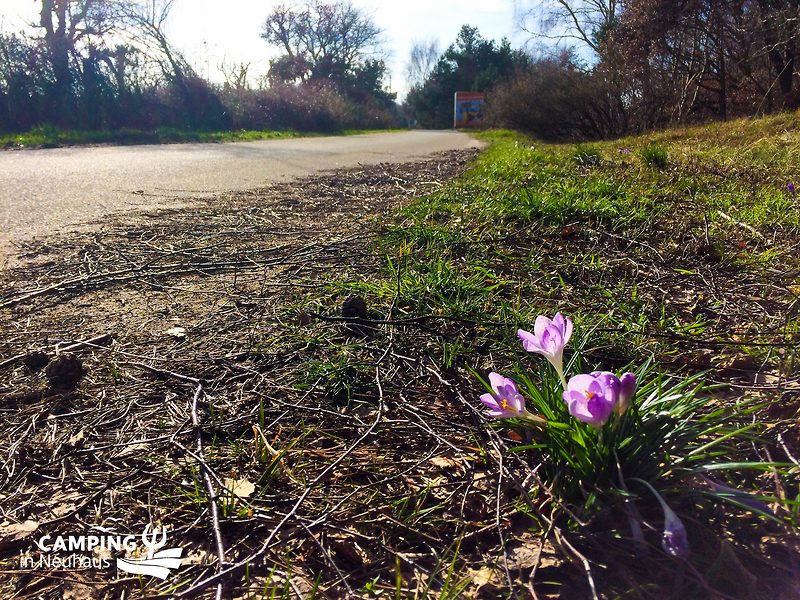 Frühling am Campingplatz 2