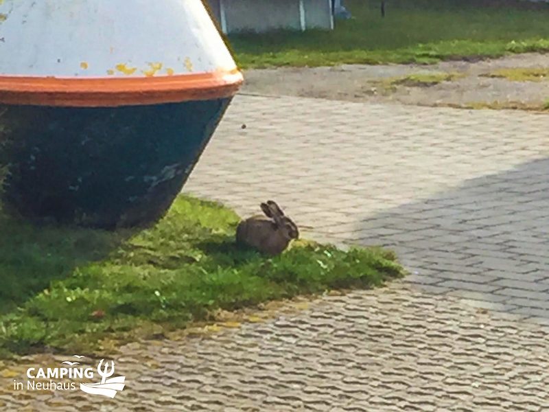 Osterhase in Neuhaus