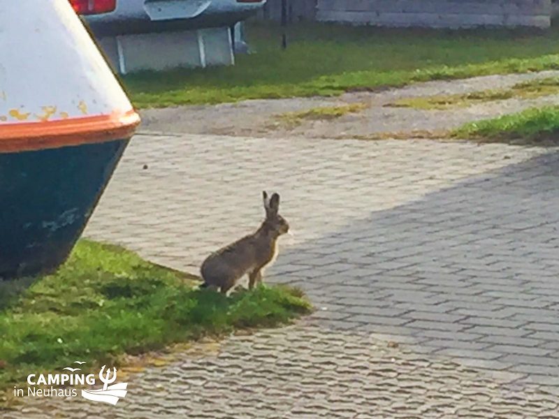 Osterhase in Neuhaus 2