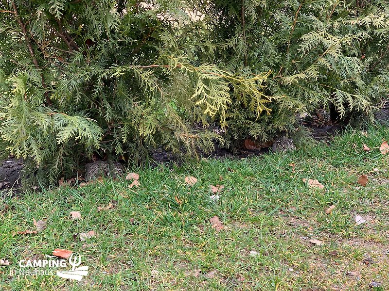 Hasenbabys in der Hecke