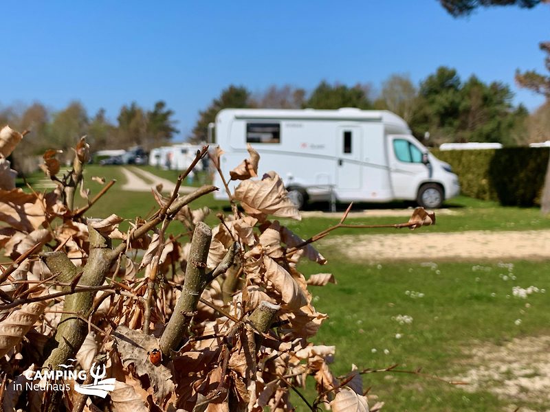 Marienkäfer auf dem Campingplatz