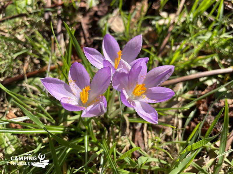 Frühlingsblumen im März 2023