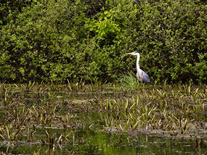 Reiher im Großen Ribnitzer Moor