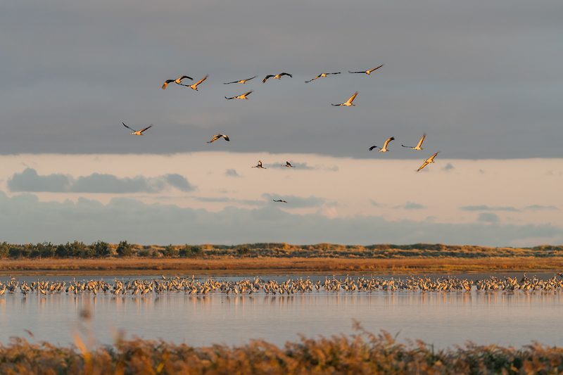 Kraniche auf Fischland-Darss-Zingst im Nationalpark(c)MV-TGross